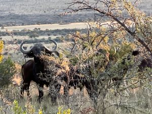 Cape Buffalo in the bush