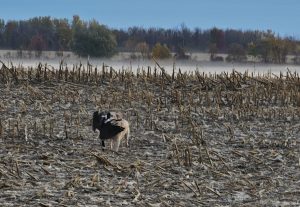 Ace in action in the field