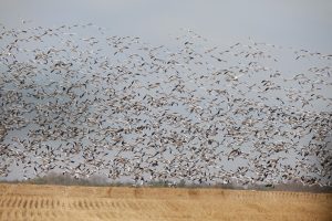 Waterfowl hunting with thousands of snow geese