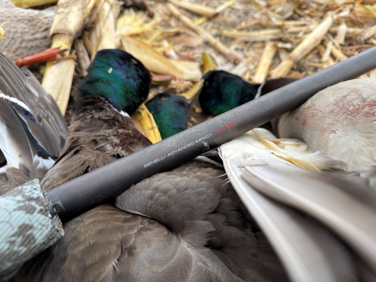 author reviewing the benelli advanced impact