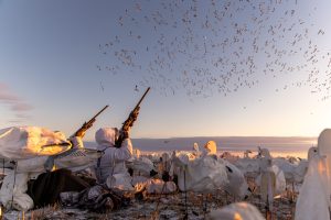 author using the benelli advanced impact on a snow goose hunt