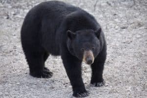 Black bear