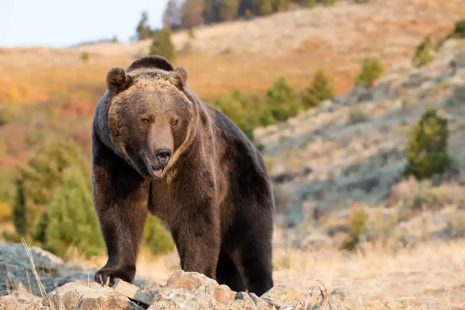 Federal Proposal Would Give Western States More Authority to Manage Grizzly Bears Grizzly Bear in the Rocky Mountains
