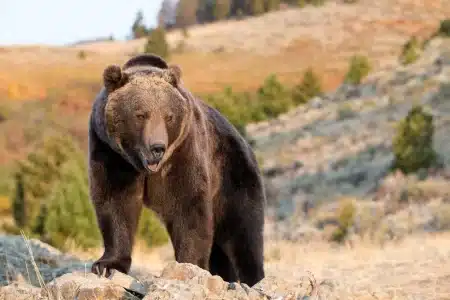 Grizzly Bear in the Rocky Mountains