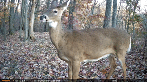 Adult white-tailed deer standing in a leaf-covered forest, looking toward the camera.