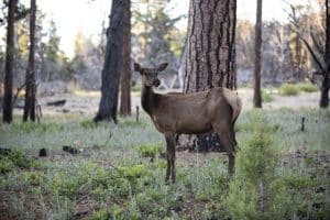 Reading the Land: How to Scout for Deer Before the Season Opens