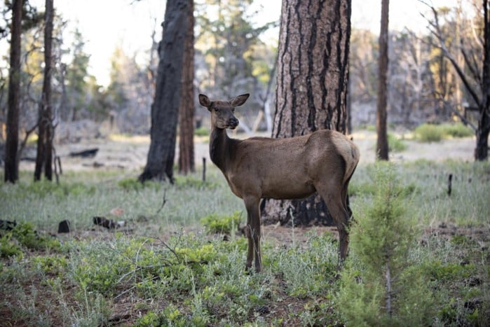 Reading the Land: How to Scout for Deer Before the Season Opens