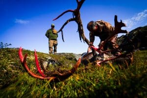 Preparing a caribou to transport to the boat during Greenland caribou hunting