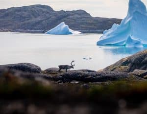 Caribou on the beach in Greenland next to an iceberg