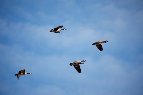 Fenson-Waterfowl (1)