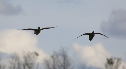 Fenson-Waterfowl (11)