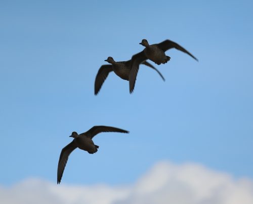 Fenson-Waterfowl (12)