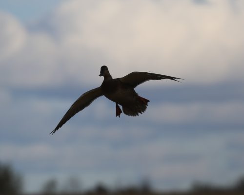 Fenson-Waterfowl (13)