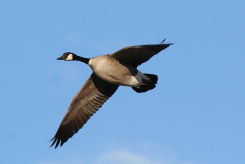 Fenson-Waterfowl (14)