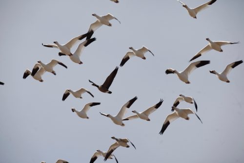 Fenson-Waterfowl (16)