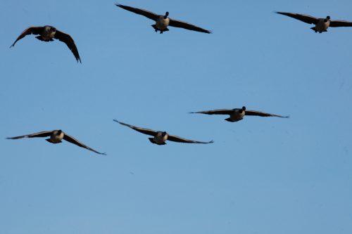 Fenson-Waterfowl (2)
