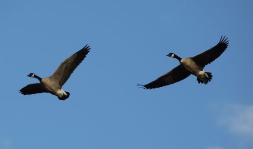 Fenson-Waterfowl (3)