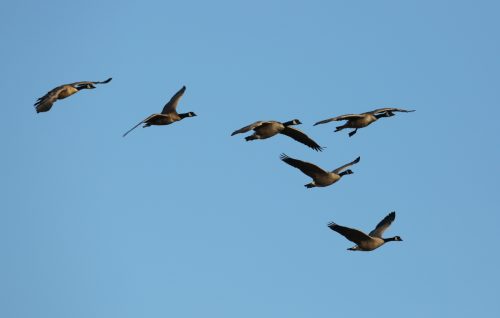 Fenson-Waterfowl (4)