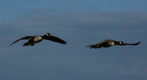 Fenson-Waterfowl (5)