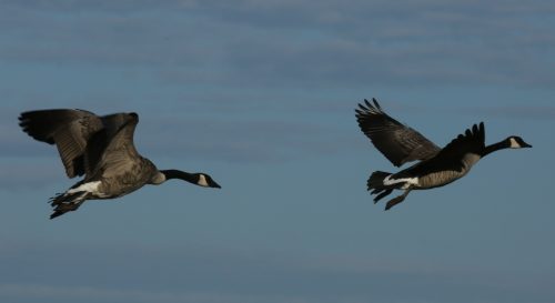 Fenson-Waterfowl (6)