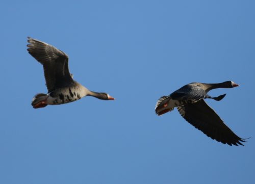 Fenson-Waterfowl (7)