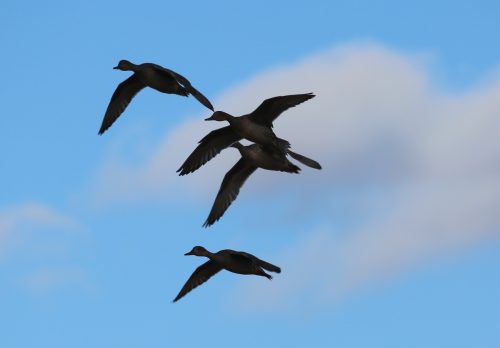 Fenson-Waterfowl (8)