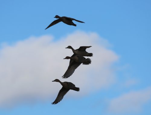 Fenson-Waterfowl (9)