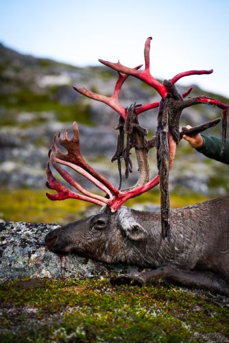 Greenland Hunting and Fishing with Brad Fenson 2